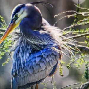 Meet your Posher, Angelina